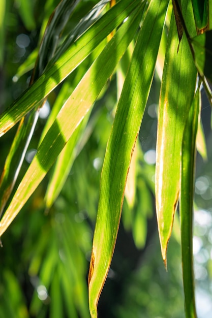 rays of the summer sun shining through the leaves of bamboo