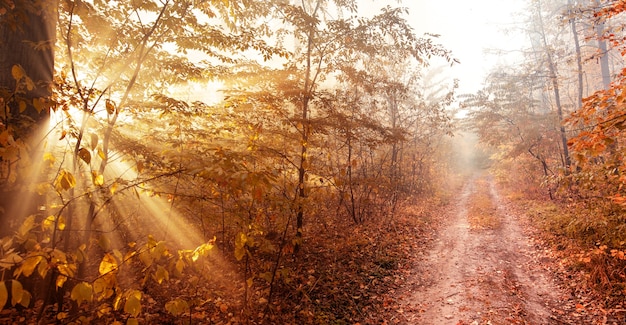 The rays of the sun in the autumn misty forest.