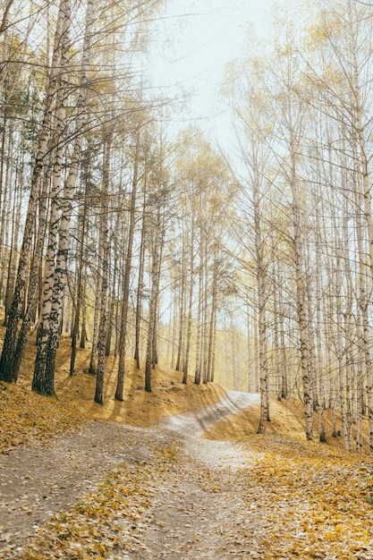 Rays of the sun break through the autumn birch grove