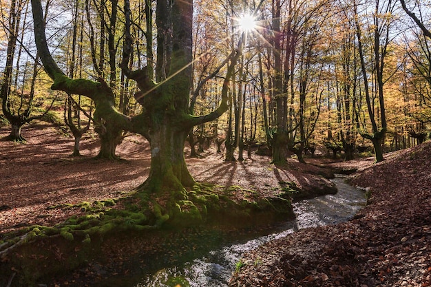 Rays of sun entering between the branches of the beeches in the beech forest of Otzarreta Vizcaya Spain