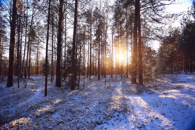 rays of the sun landscape winter forest, glow landscape in a beautiful snowy forest seasonal panorama of winter