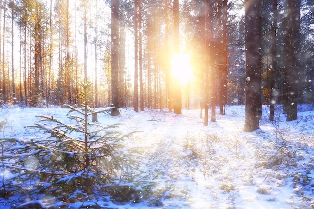 rays of the sun landscape winter forest, glow landscape in a beautiful snowy forest seasonal panorama of winter