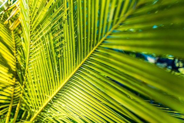 Rays of the sun through palm leaves. Jungle nature close-up of a saturated green palm leaf. Macro