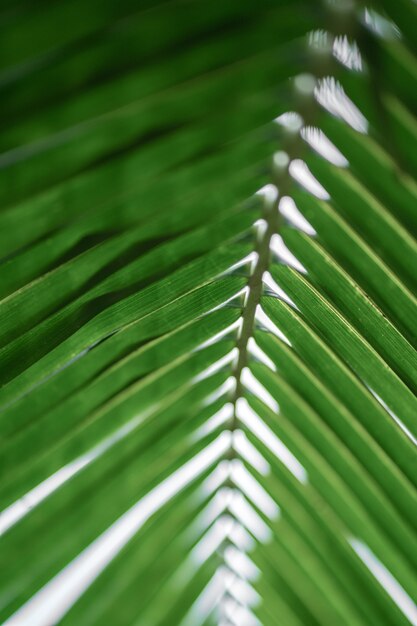 Photo rays of the sun through palm leaves. soft focus. jungle nature. close-up of a saturated green palm leaf.