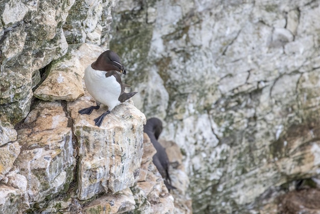 Razorbill Alca torda nesting in the cliffs at Bempton in Yorkshire