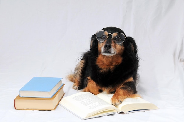 Reading Dog