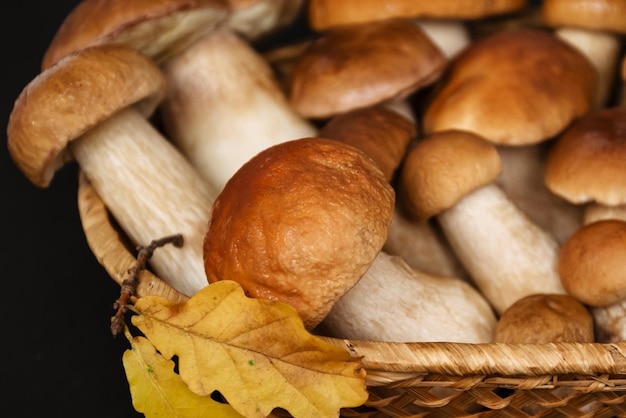 Ready for cooking harvested boletus or porcini mushrooms in wicker basket close up