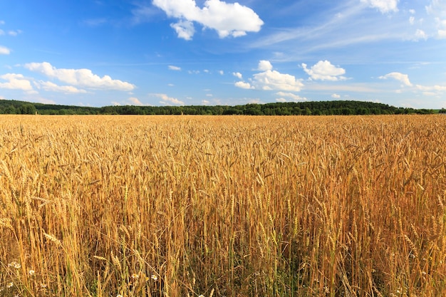 ready to harvest ripe yellow cereals