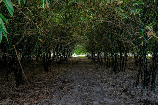 Real huge bamboo tunnel walk way in the forest of bamboo in Asia