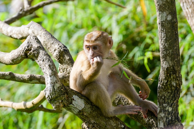 Real Monkey inpark, Portrait Close Up