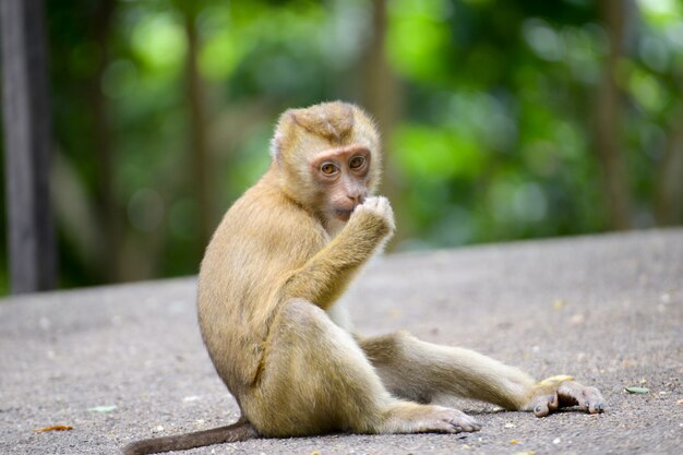 Real Monkey inpark, Portrait Close Up