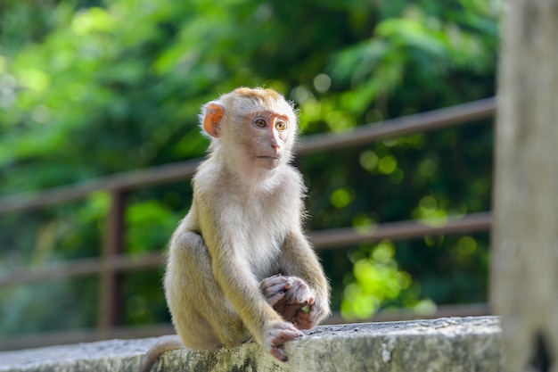 Real Monkey inpark, Portrait Close Up