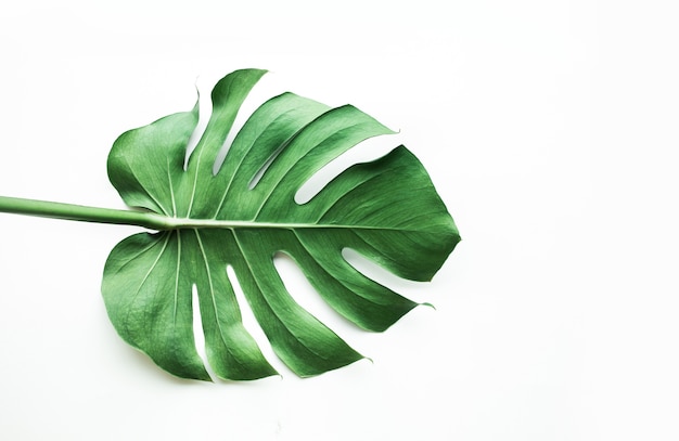 Real monstera leaves on white, flat lay