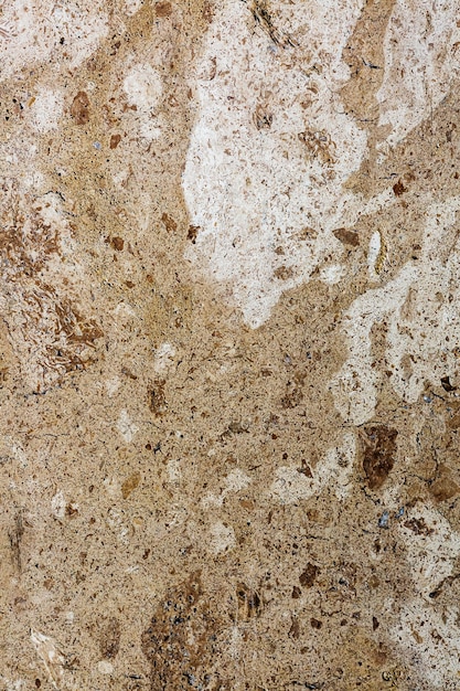 Real natural shell stone. shell texture.