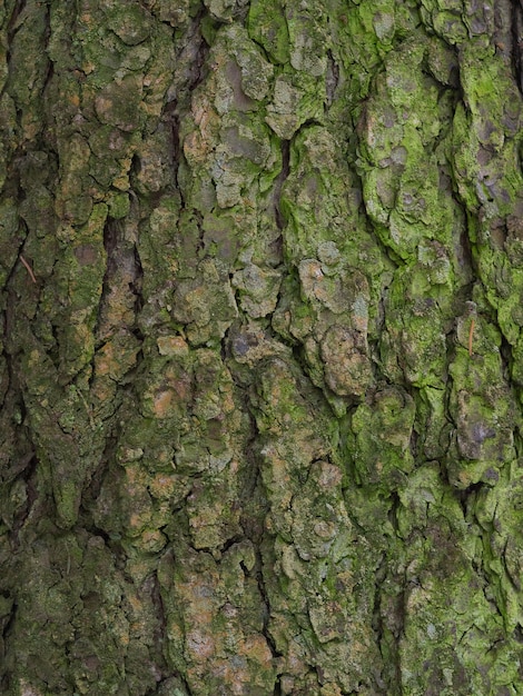 Real tree bark background covered with green moss, natural real living