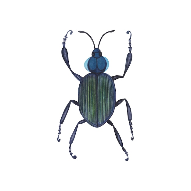 Realistic blue beetles insect isolated on white background Watercolor hand drawn animal bugs llustration for design