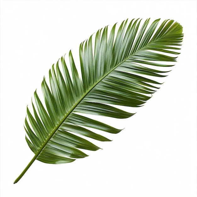 Photo realistic coconut palm leaf isolated on white background