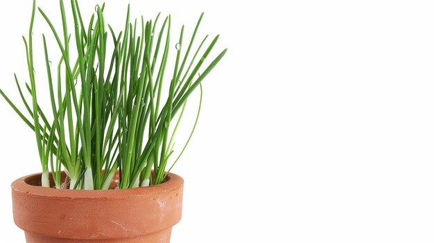 A realistic fresh closeup Chives herbal plant leaves