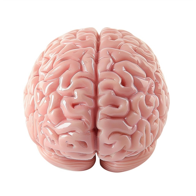 Photo realistic model of human brain