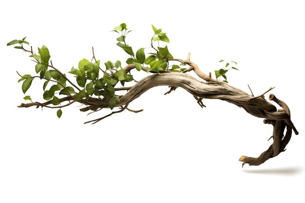 Realistic twisted jungle branch with plant growing isolated on a white background