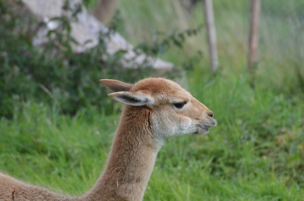 Really amazing profile of an alpaca in the wild.