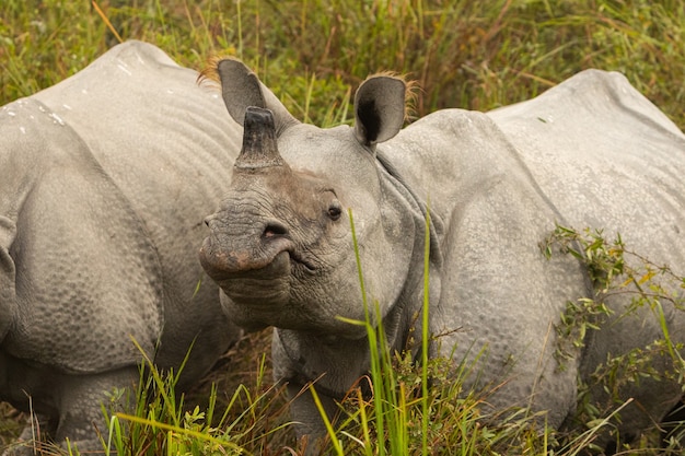 Really big endangered indian rhinoceros male in the nature habitat of Kaziranga national park in India