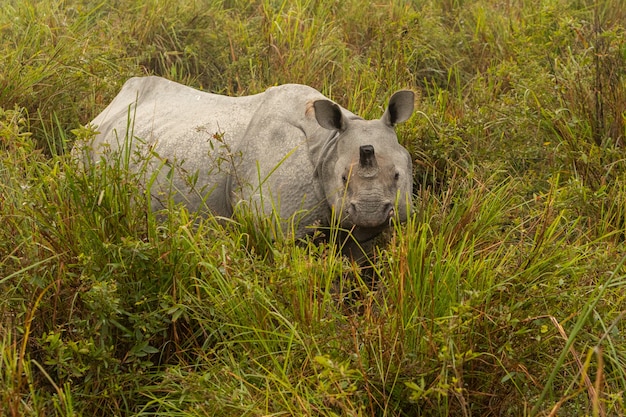 Really big endangered indian rhinoceros male in the nature habitat of Kaziranga national park in India