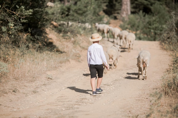 Rear on Caucasian small teen boy in hat walking outdoor in field and looking after sheep