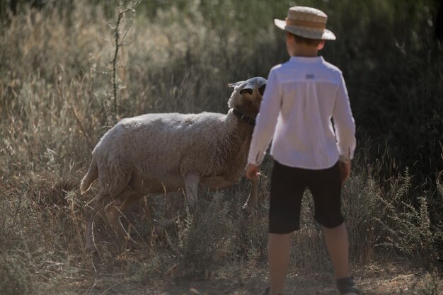 Rear on Caucasian small teen boy in hat walking outdoor in field and looking after sheep