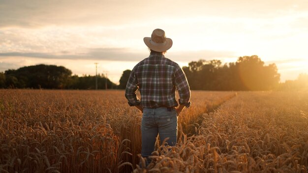 Rear shot of the agriculturalist man standing in yellow wheat field on sunset and looking at the har