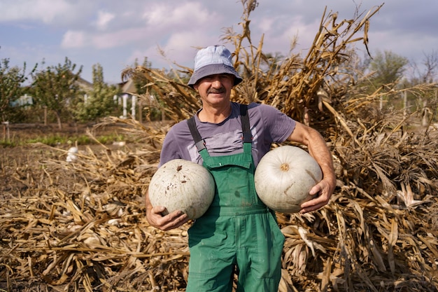 Rear shot of authentic senior man farmer with pumpkins on corn field