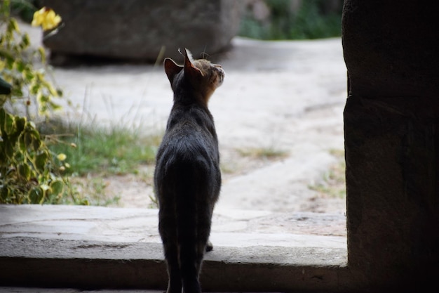 Photo rear view of cat standing on steps