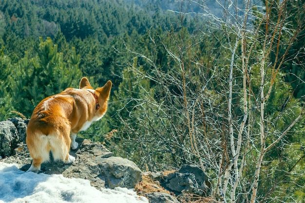 Rear view of a Corgi standing on the edge of a cliff against the backdrop of a coniferous forest