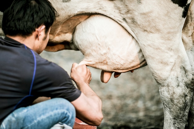 Rear view of farmer milking a cow