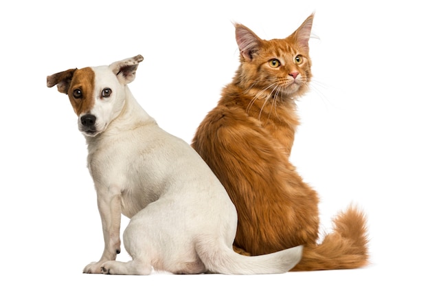 Rear view of a Maine Coon kitten and a Jack russell sitting