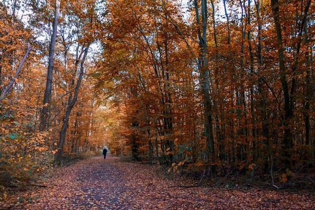 Photo rear view of person walking on footpath during autumn