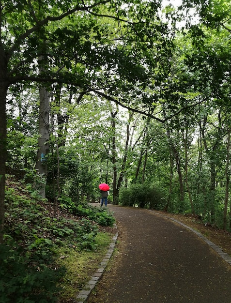 Rear view of person walking on road amidst trees in forest while its raining