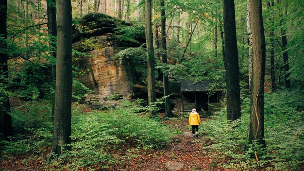 Rear view of woman walking in forest