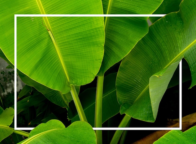 Rectangle frame White and banana leaves Abstract background natural pattern Copy space