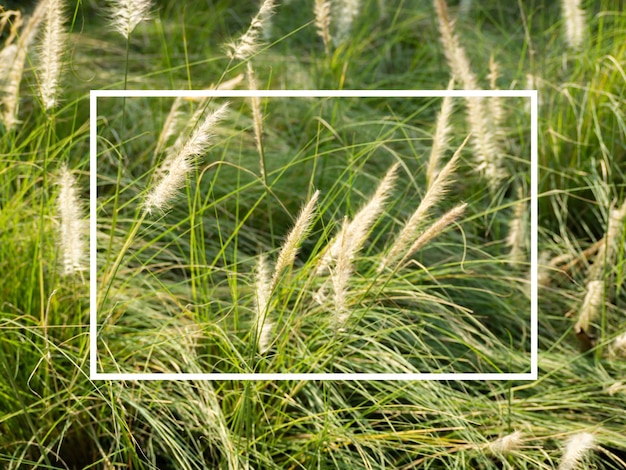 Rectangle frame White and grass Abstract background natural pattern Copy space for design