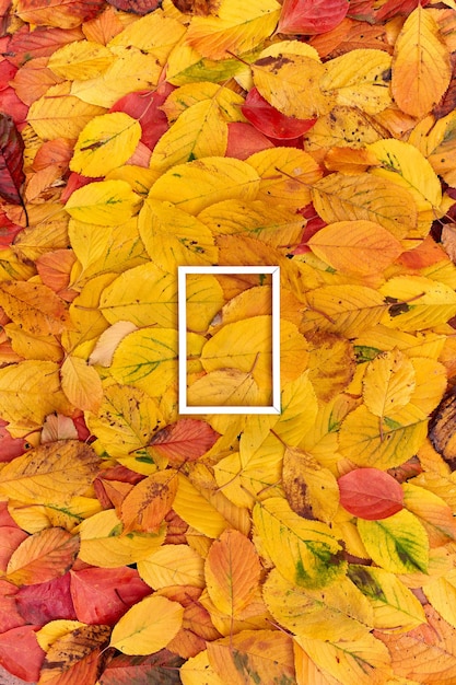 Rectangular vertical white frame on yellow and red fallen leaves