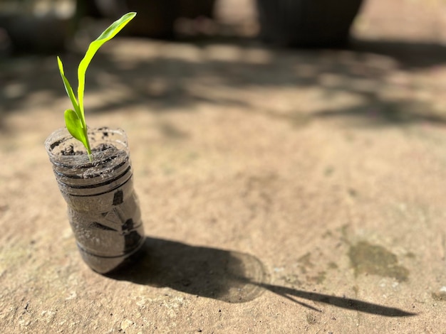 Photo recycle plastic bottles into plant pots