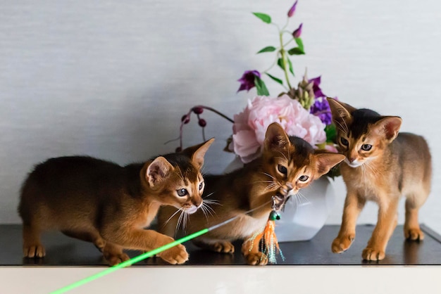 Red and Abyssinian kittens play