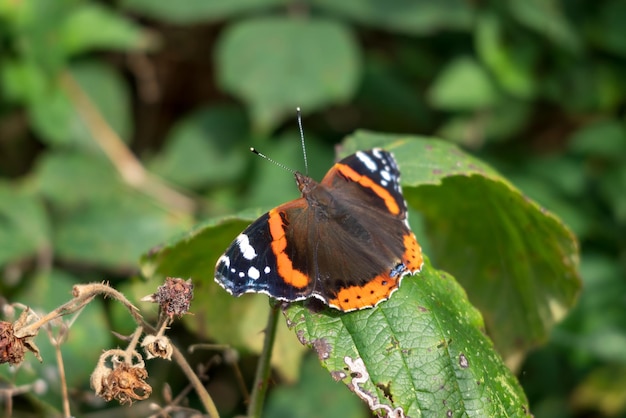 Red Admiral Vanessa atalanta resting on a Blackberry bush