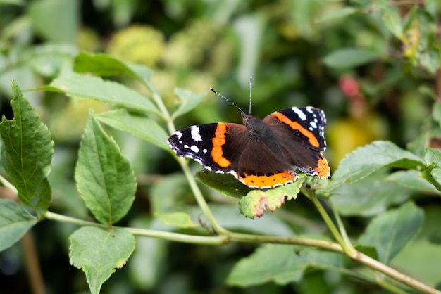 Red Admiral (Vanessa atalanta) resting on a leaf