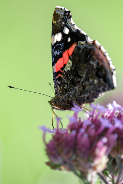 Red Admiral Vanessa atalanta