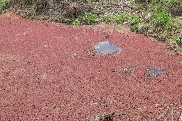 Red algae in the swamp in nature