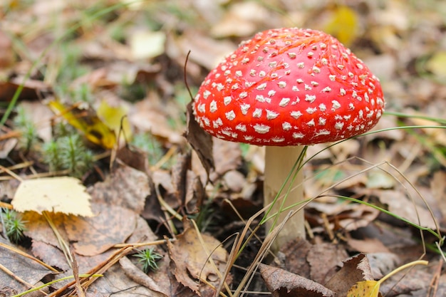 Red Amanita among fallen autumn leaves and withered grass