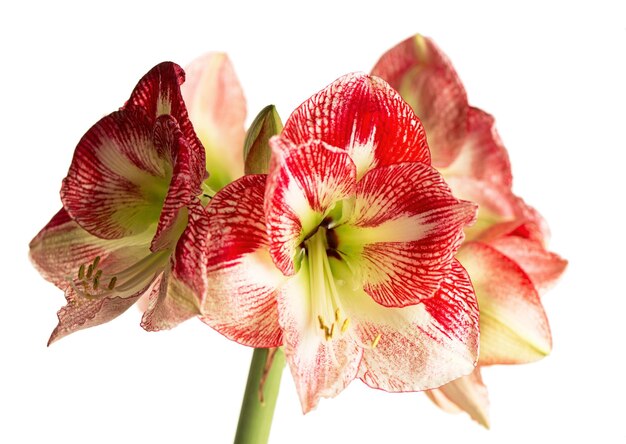 Red amaryllis flower blooming isolated with clipping path on white backgroundAmaryllisHippeastrums flowers