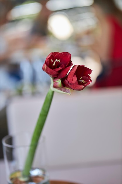 red amaryllis flower closeup on a blurred background